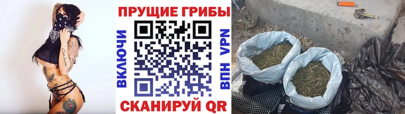 наркотики  Орехово-Зуево  Галлюциногенные грибы прущие грибы 